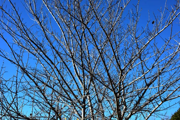 Italia Región Puglia Paisajes Típicos Del Campo Los Nogales Invierno — Foto de Stock