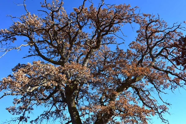 Italia Región Puglia Paisajes Típicos Del Campo Roble Invierno — Foto de Stock