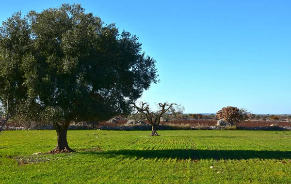 Itália Região Puglia Paisagens Típicas Campo Azeitonas Terras Cultivadas — Fotografia de Stock