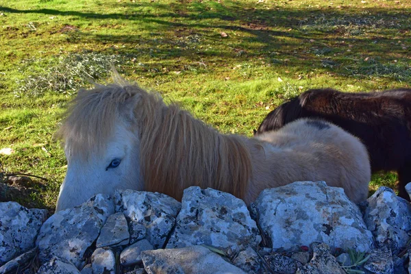 Itália Região Puglia Paisagens Típicas Campo Cavalos Pônei Pastando — Fotografia de Stock
