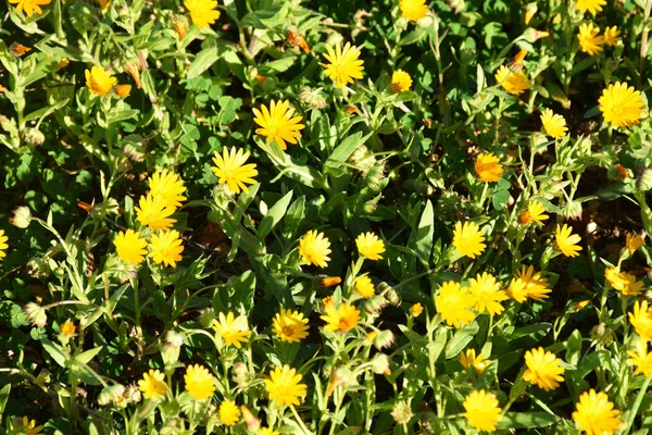 Italy, Puglia region, flowery meadow in the countryside.