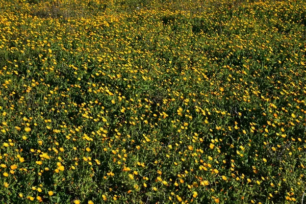 Italy, Puglia region, flowery meadow in the countryside.