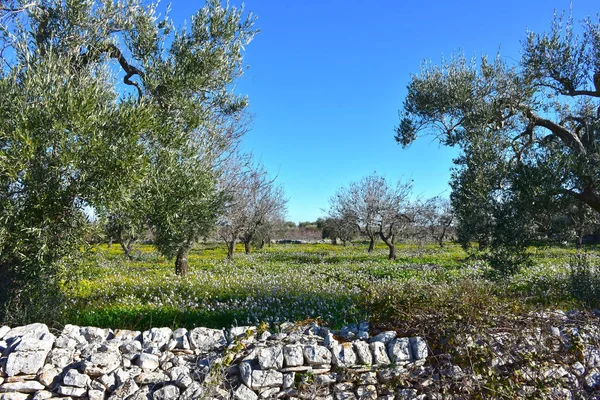 Италия Область Апулия Типичные Сельские Пейзажи Оливковые Деревья Посевы Стоковое Фото