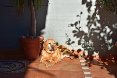 Güneş içinde yatan erkek Labrador.
