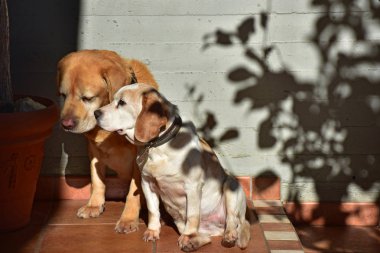 Güneş içinde oturan kadın Beagle köpek ve erkek Labrador.