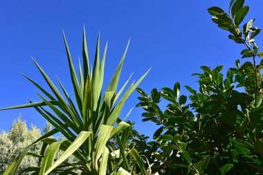 Güneşli bir kış herdem yeşil bitki.