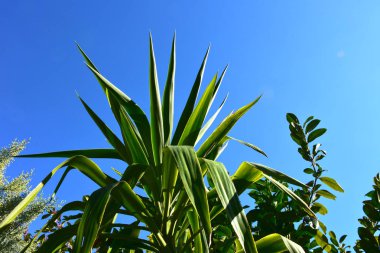Güneşli bir kış herdem yeşil bitki.