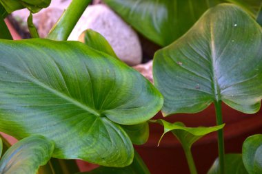 Güneşli bir kış herdem yeşil bitki.