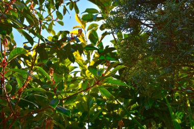 Güneşli bir kış herdem yeşil bitki.