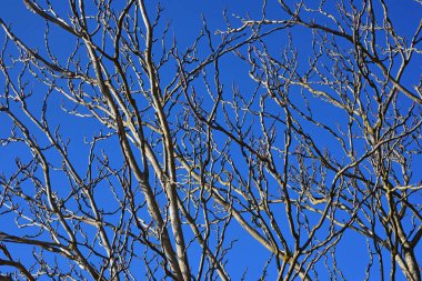 Güneşli bir kış ağaç.