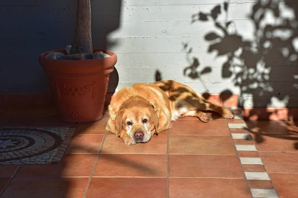 Male Labrador Lying Sun — Stock Photo, Image