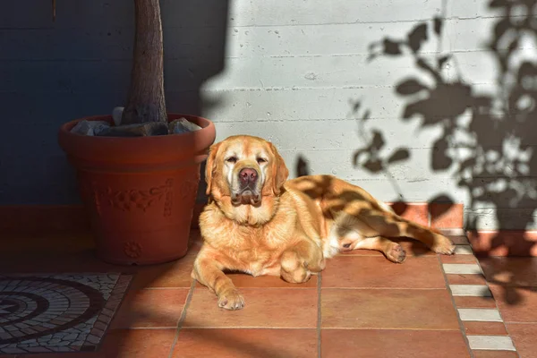 Labrador Masculino Deitado Sol — Fotografia de Stock