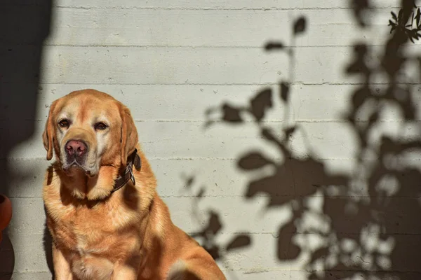 Güneş içinde oturan erkek Labrador.