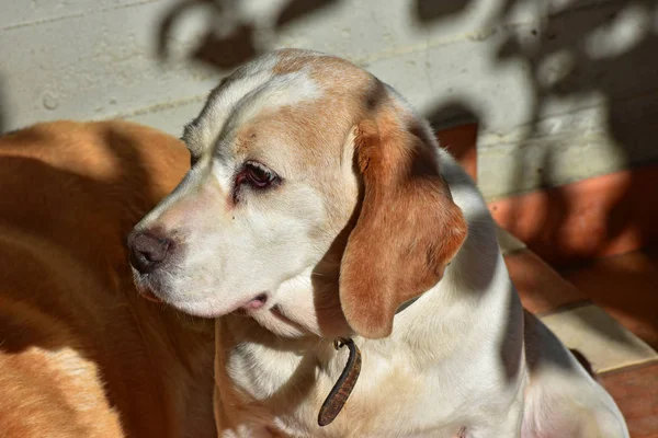 女性のビーグル犬は 太陽の下に座って — ストック写真