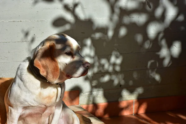 Female beagle dog sitting in the sun.