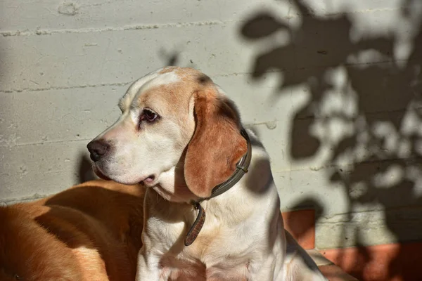 Female beagle dog sitting in the sun.