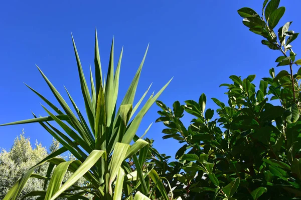 Planta Perenne Día Soleado Invierno — Foto de Stock