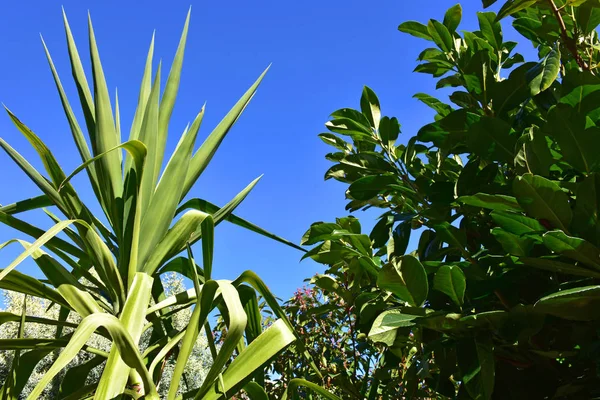 冬天阳光明媚的日子里的长青植物 — 图库照片