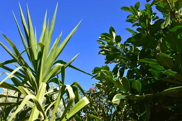 Groenblijvende Plant Een Zonnige Dag Winter — Stockfoto