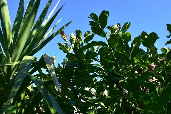 Evergreen plant on a sunny day in winter.