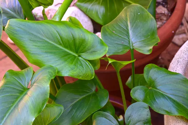 Evergreen plant on a sunny day in winter.