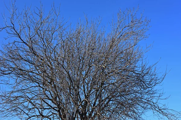 Árvore Dia Ensolarado Inverno — Fotografia de Stock