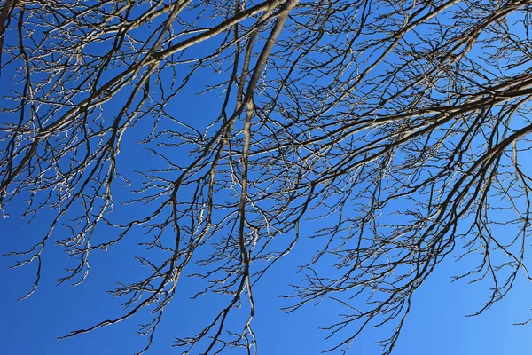 Árbol Día Soleado Invierno —  Fotos de Stock