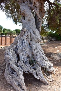İtalya, Puglia. Bu bölgenin tipik olarak sızma zeytin yağı üretimi için zeytin ağaçları.       