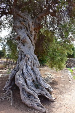 İtalya, Puglia. Bu bölgenin tipik olarak sızma zeytin yağı üretimi için zeytin ağaçları.       