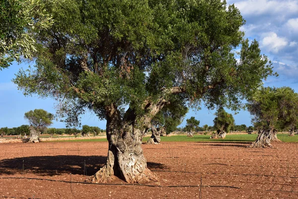 Italy, Puglia. Olive trees for the production of extra-virgin olive oil, typical of this region.