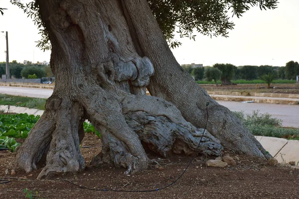 İtalya, Puglia. Bu bölgenin tipik olarak sızma zeytin yağı üretimi için zeytin ağaçları.       