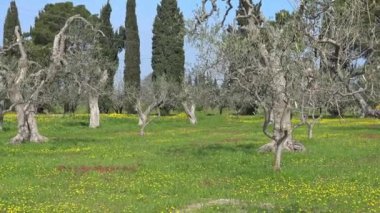 4 k bahar çiçek. Zeytin ağaçları arasında kır çiçekleri