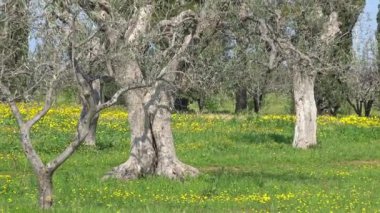 4 k bahar çiçek. Zeytin ağaçları arasında kır çiçekleri
