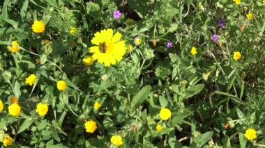 4 k bahar çiçek. Kır çiçekleri kırsal topraklarda. Portre.