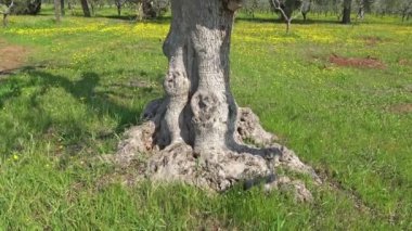4 k bahar çiçek. Zeytin ağaçları arasında kır çiçekleri