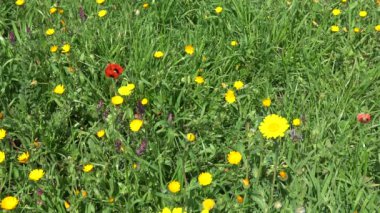 4 k bahar çiçek. Kır çiçekleri kırsal topraklarda.