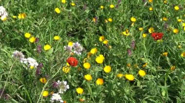4 k bahar çiçek. Kır çiçekleri kırsal topraklarda.