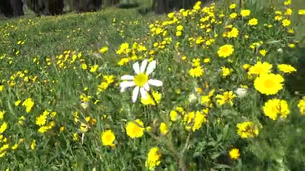 Våren Blommar Vilda Blommor Landsbygden Landar Närbild — Stockvideo