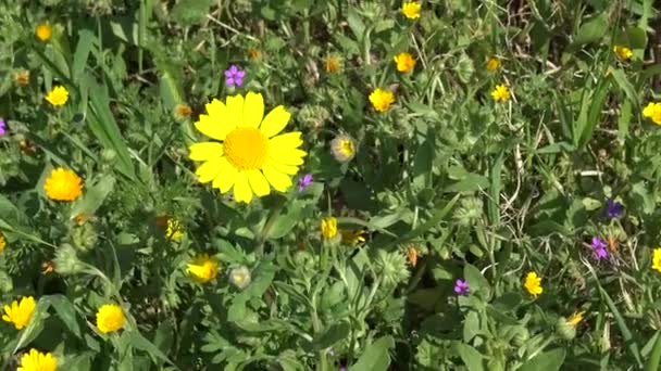 Printemps Fleurit Fleurs Sauvages Dans Les Terres Rurales Gros Plan — Video
