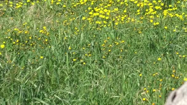 Voorjaar Bloeit Olijfbomen Onder Wilde Bloemen — Stockvideo