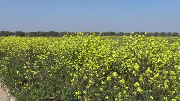 Wiosną Kwitnie Dzikie Kwiaty Terenach Wsi — Wideo stockowe