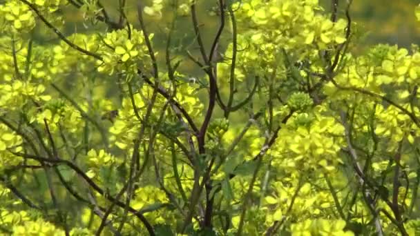 Ανθίσεις Άνοιξης Άγρια Λουλούδια Στην Εξοχή Προσγειώνεται Κινηματογράφηση Πρώτο Πλάνο — Αρχείο Βίντεο