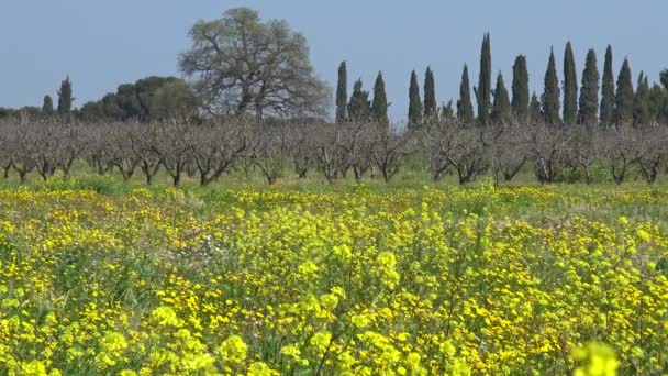 Florece Primavera Flores Silvestres Las Tierras Rurales — Vídeos de Stock