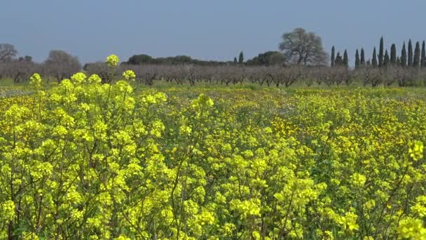 Tavasszal Virágzik Vadvirágok Vidéki Területek — Stock videók