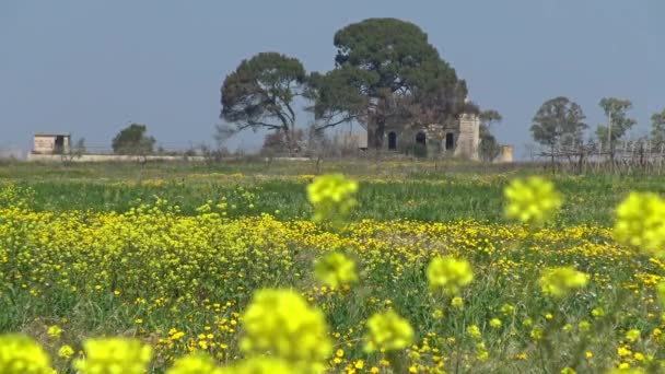 Våren Blommar Vilda Blommor Landsbygden Landar — Stockvideo