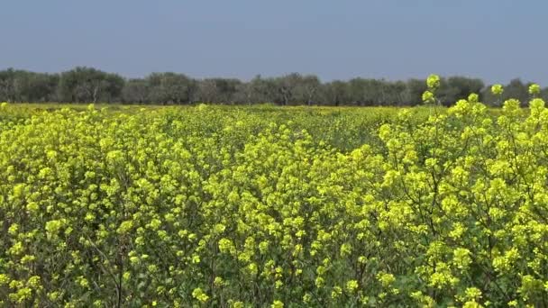 Spring Blooms Wild Flowers Countryside Lands — Stock Video