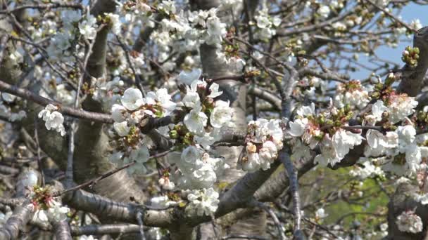 Florece Primavera Cerezo Flor — Vídeo de stock