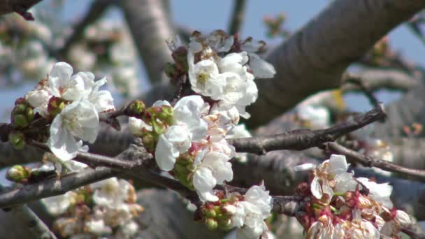 Frühlingsblüher Kirschbaum Voller Blüte Nahaufnahme — Stockvideo