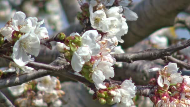 Wiosną Kwitnie Niowego Drzewa Rozkwicie Zbliżenie — Wideo stockowe