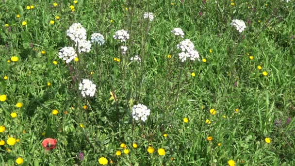 Voorjaar Bloeit Wilde Bloemen Het Platteland Landt — Stockvideo